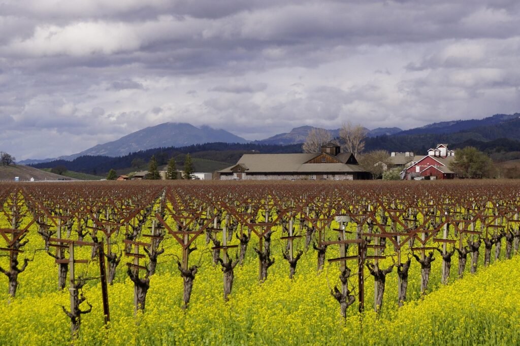 Napa Valley best Places to Visit in California 