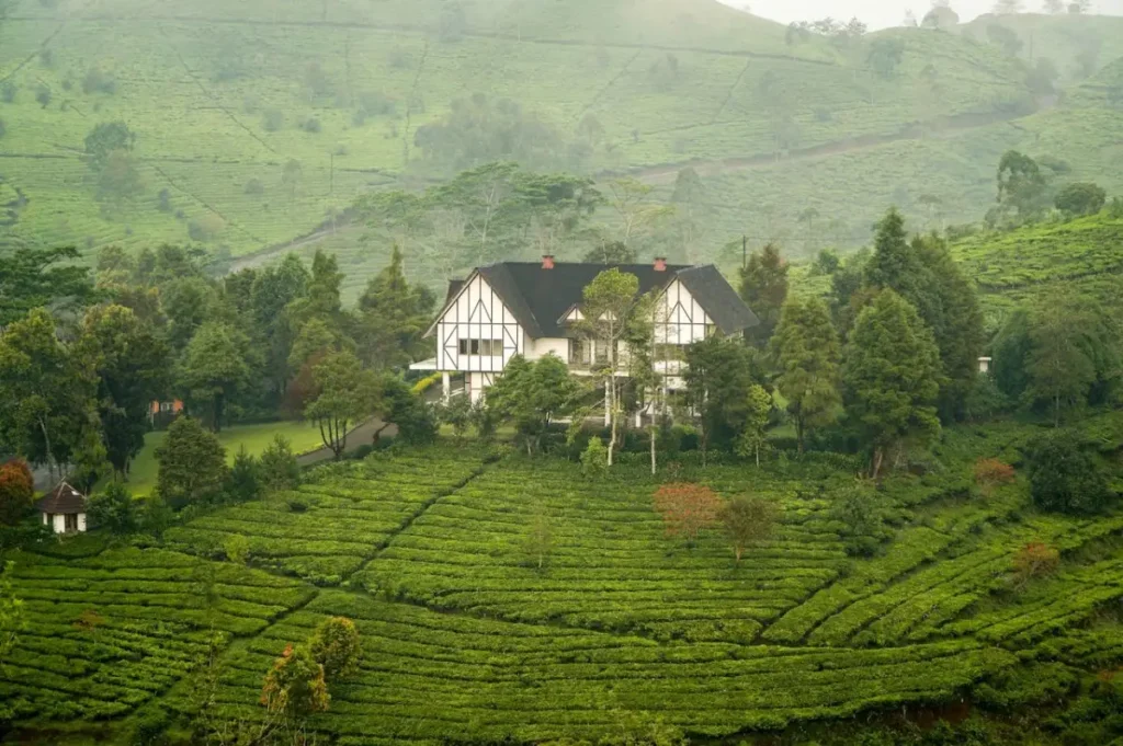 The beautiful Ooty Tea Estates and Tea Museum, one of the top places to visit in Ooty for nature lovers.